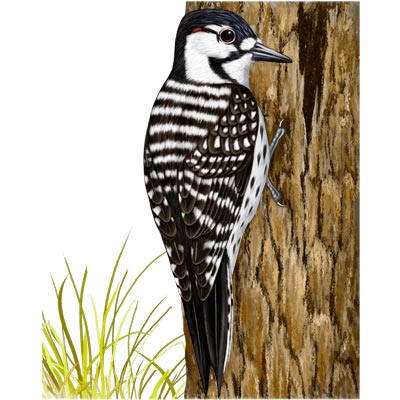 Population Growth Analysis of Red-cockaded Woodpeckers  in the Citrus Tract of Florida